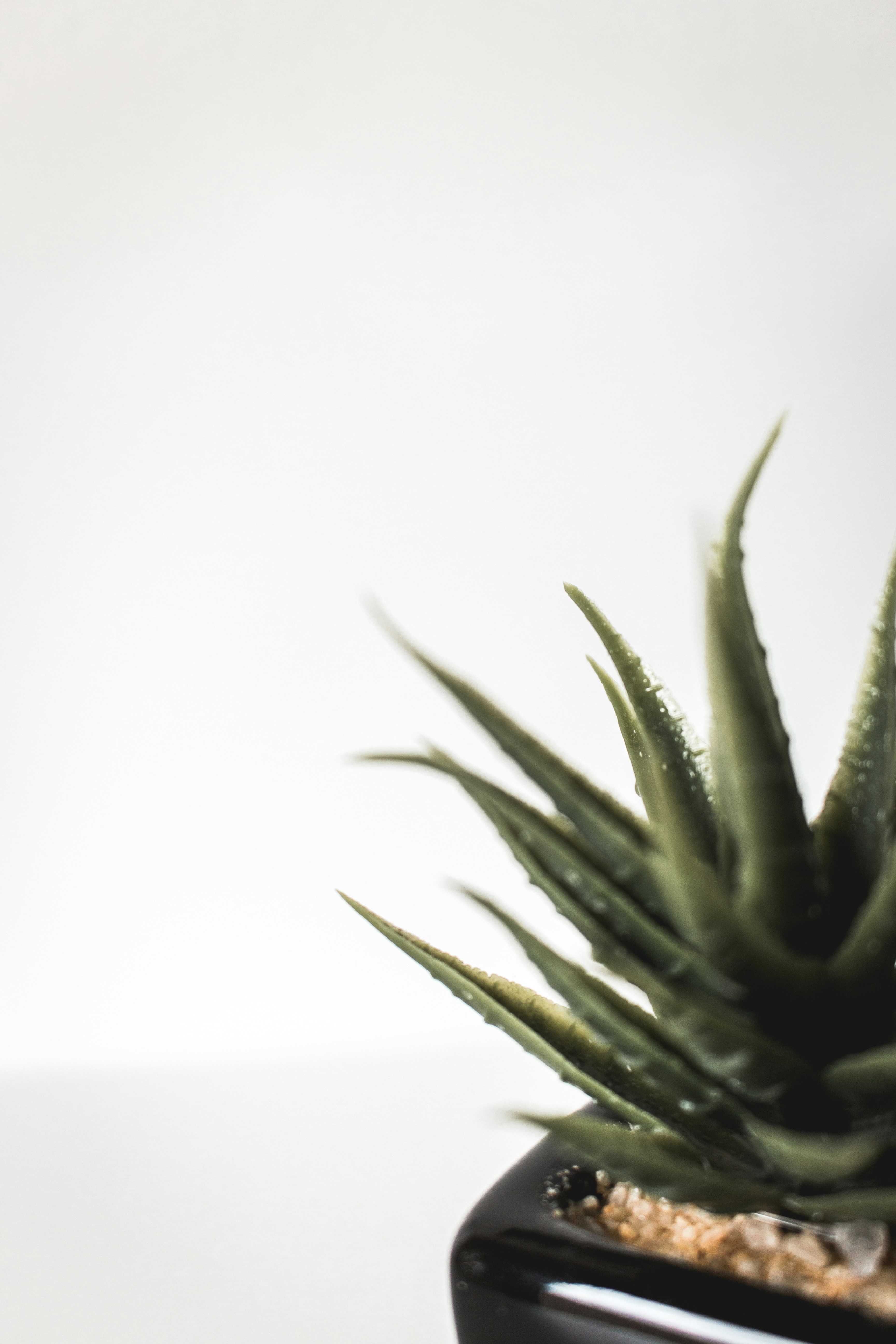 Photo by monicasauro