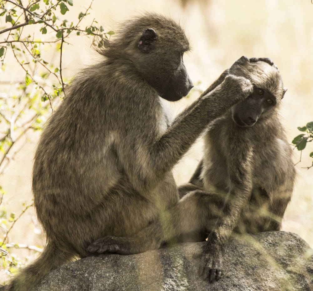 two brown monkeys