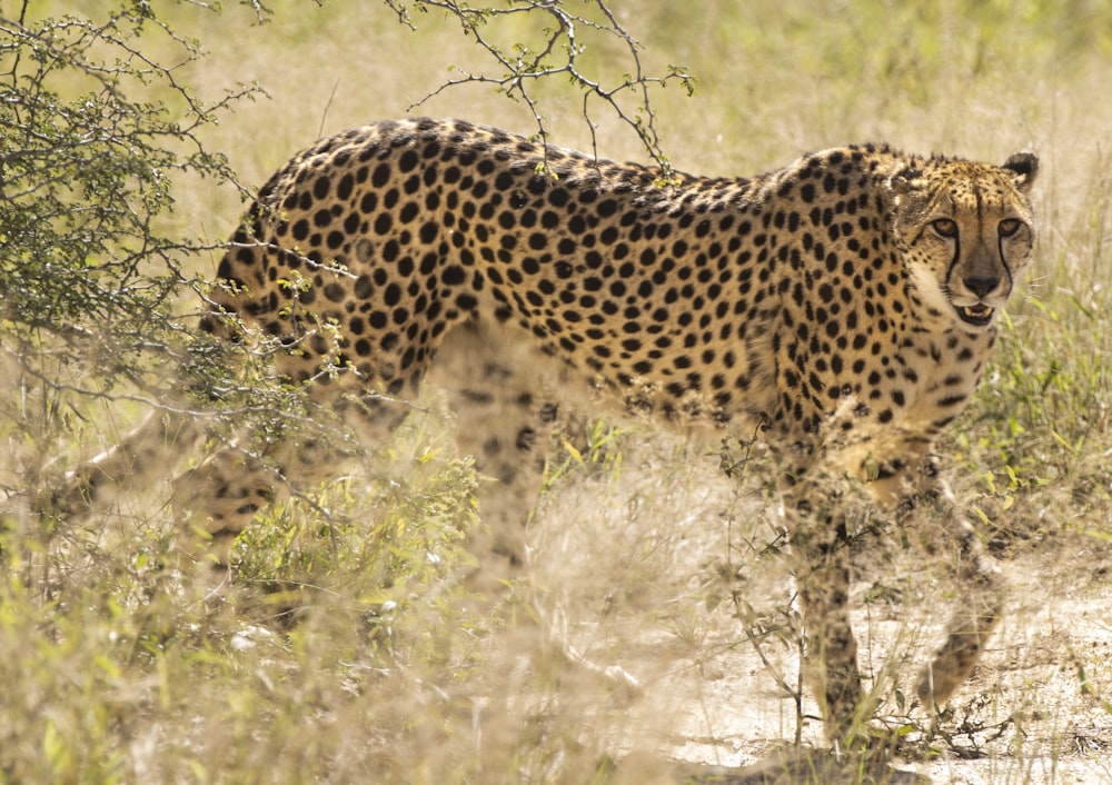 black and brown leopard