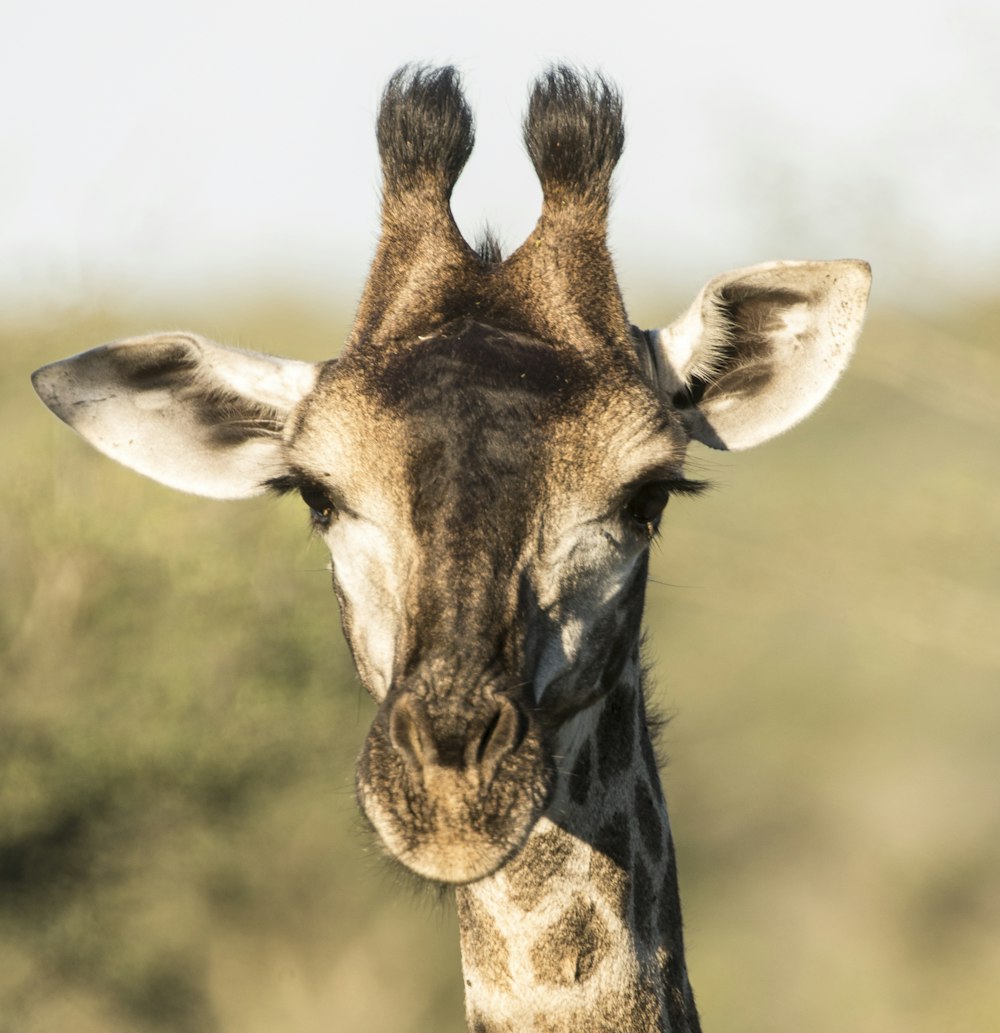 selective focus photography of giraffe