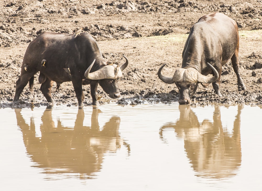 two carabaos