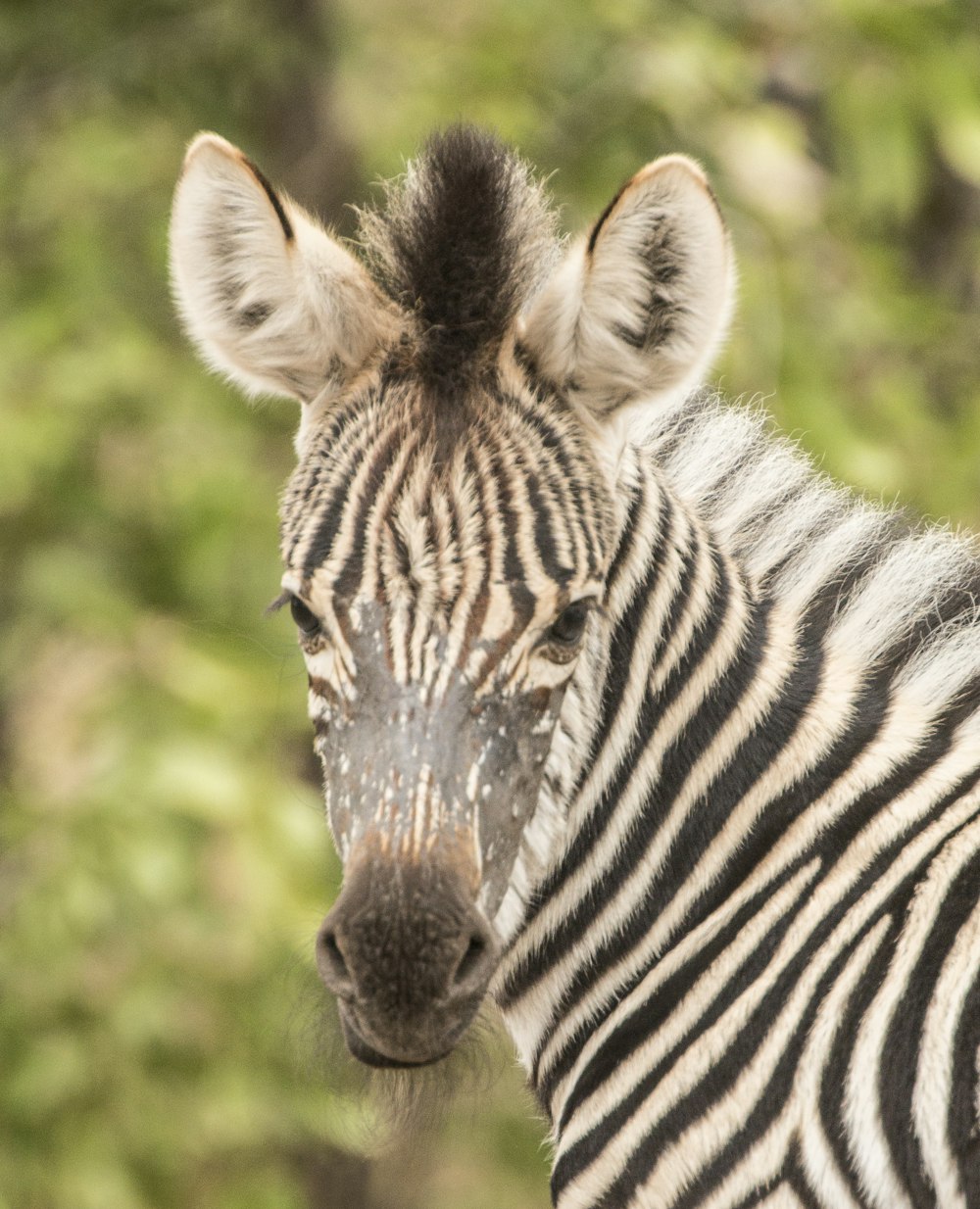 zebra during daytime