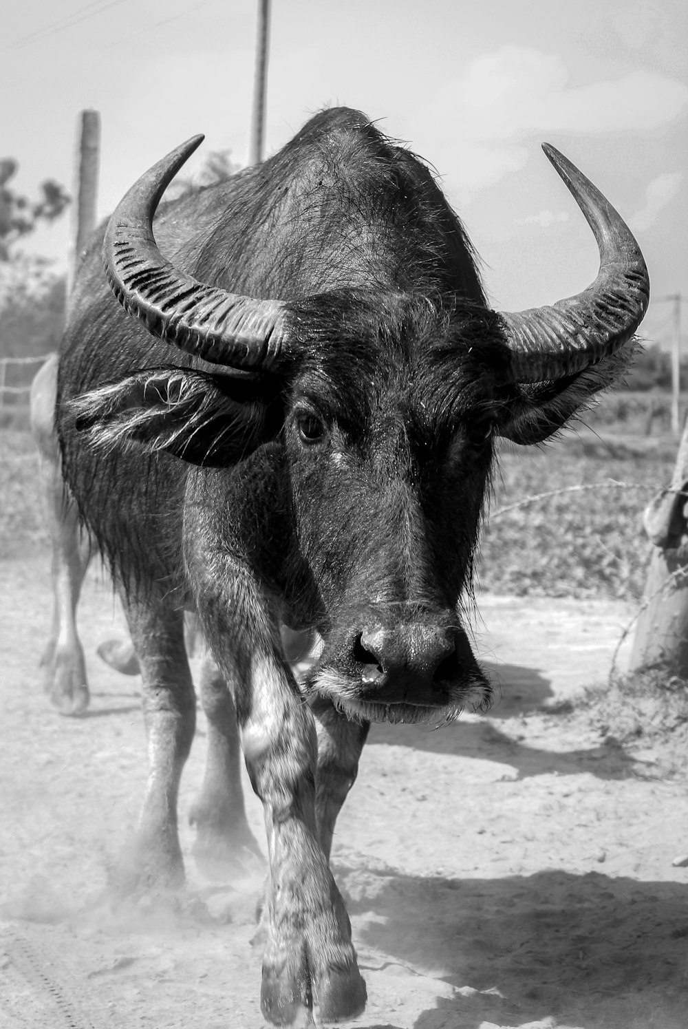 grayscale photo of water buffalo