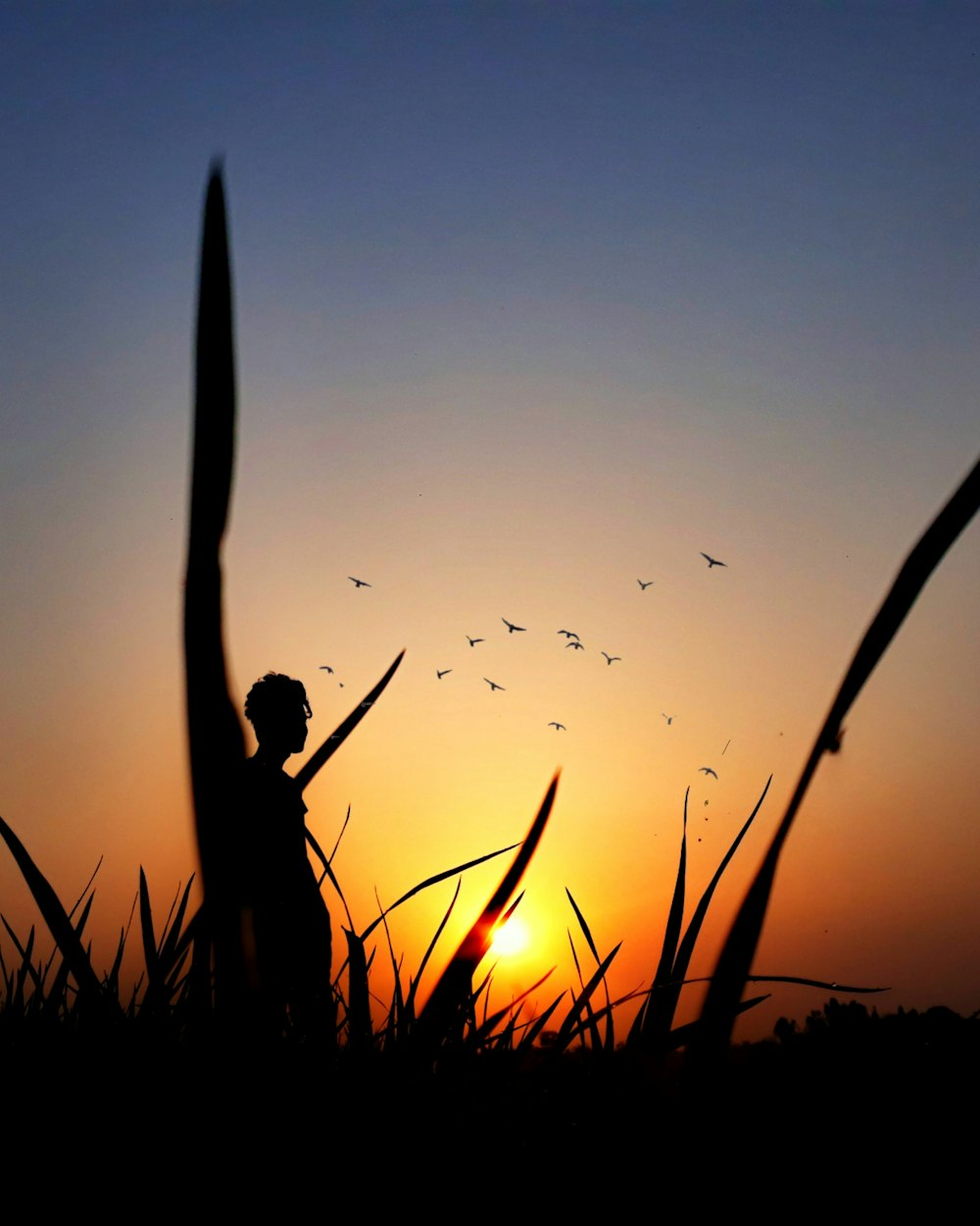 silhouette of man standing on grass