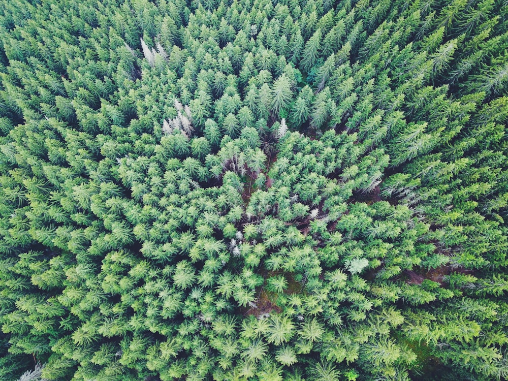 aerial photo of pine trees