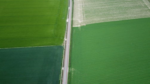 An aerial view of agricultural fields showing a mix of vibrant green and lighter green patches, divided by a straight road running vertically through the center. The fields have distinct lines likely indicating different crop sections or stages of growth.