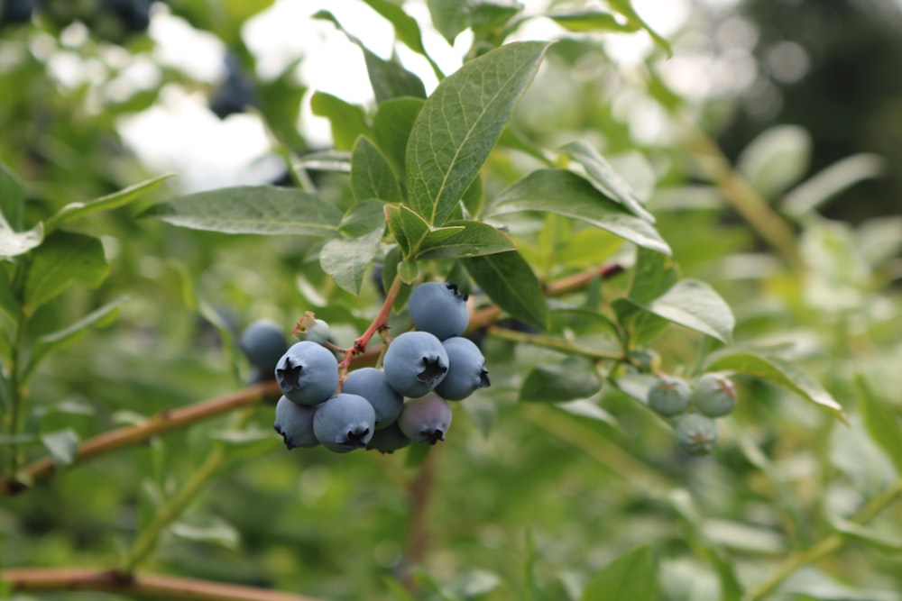 round black fruits