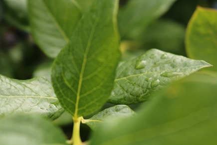 Close-up photo of fresh green kratom leaves on a natural wooden surface.