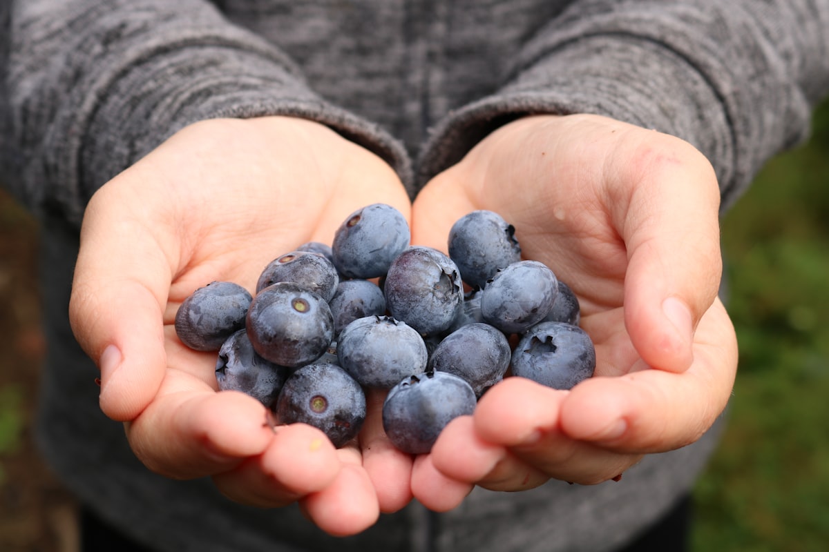Blueberries: Nature's Tiny Brain-Boosting Powerhouses