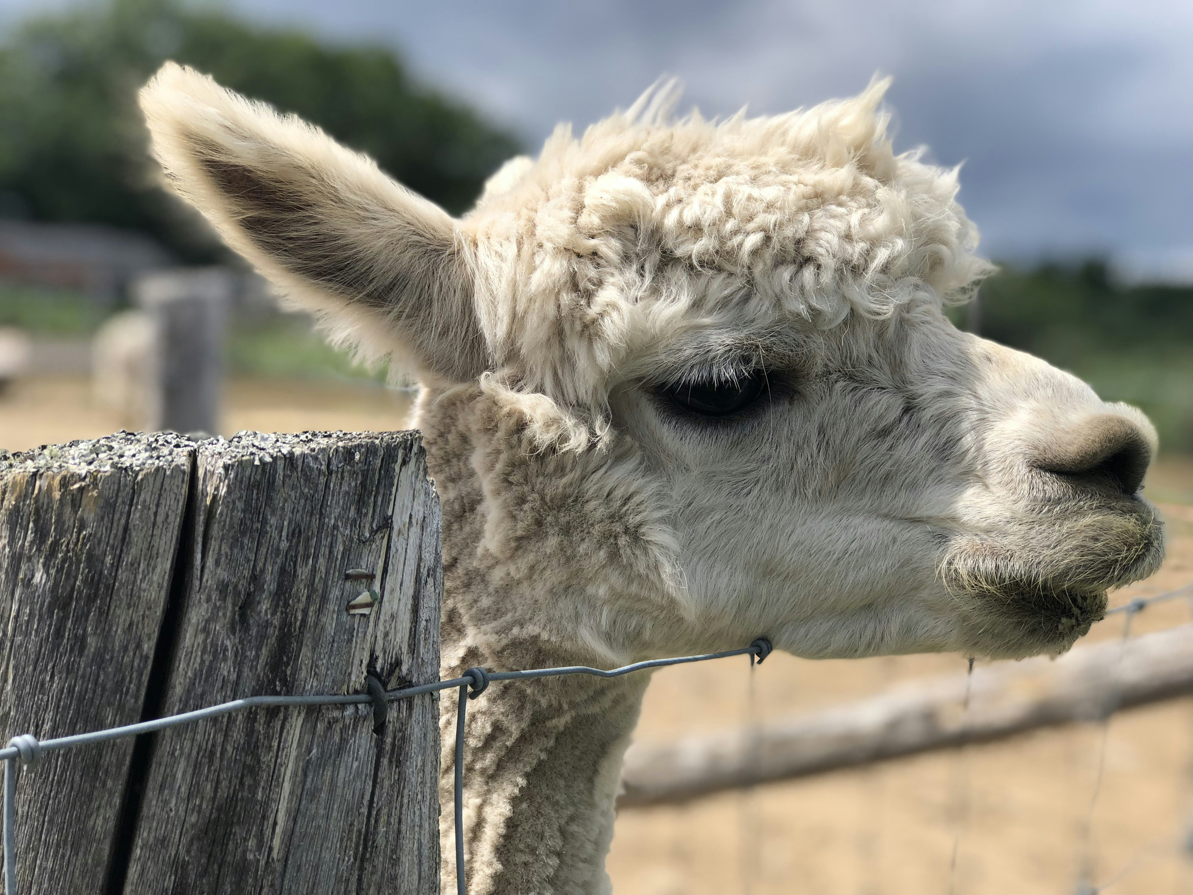 Llama blanca