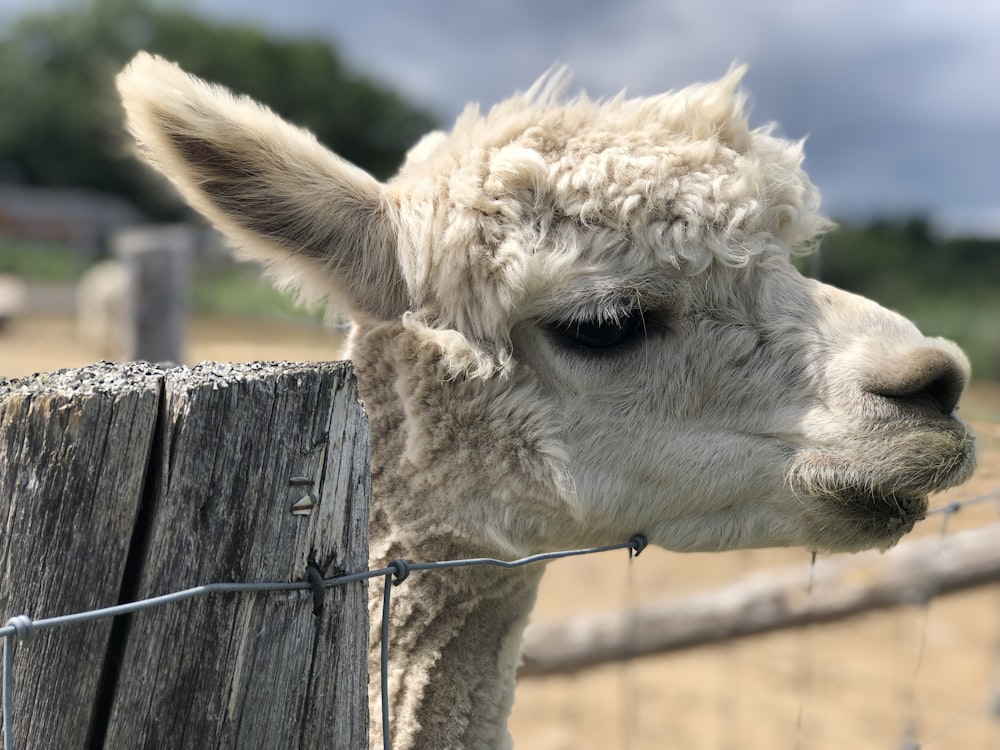 white llama