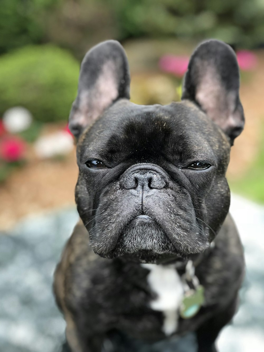 bouledogue français gris