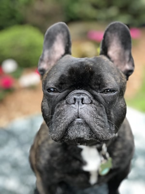 A close-up of a brindle French Bulldog with upright ears, showing a serious facial expression. The background is slightly blurred with hints of greenery and pink and red flowers.