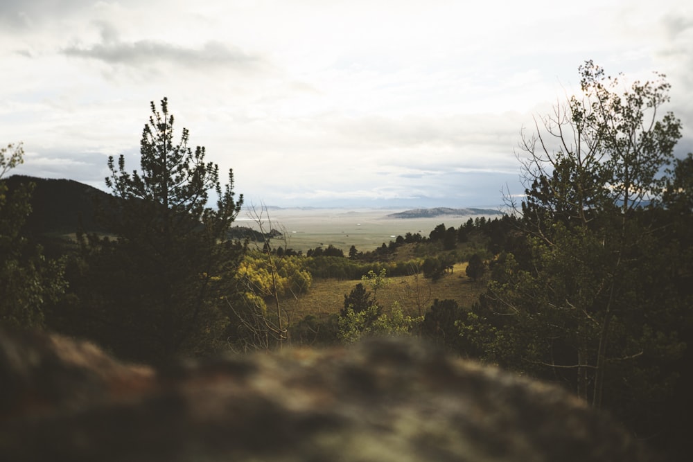 green trees under white sky