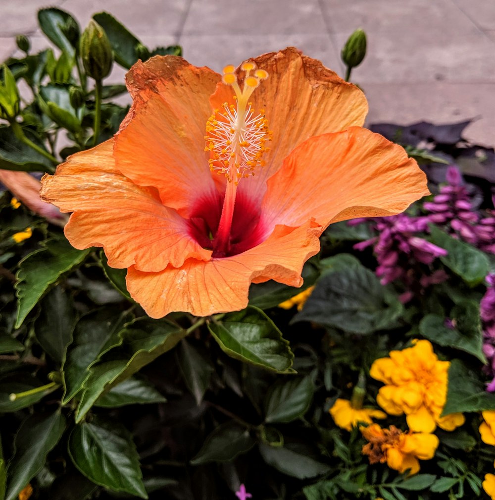 flor de pétalos de naranja