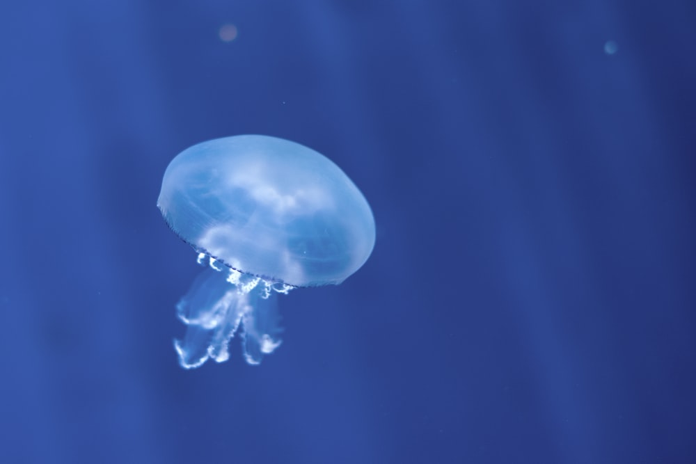 white jellyfish underwater