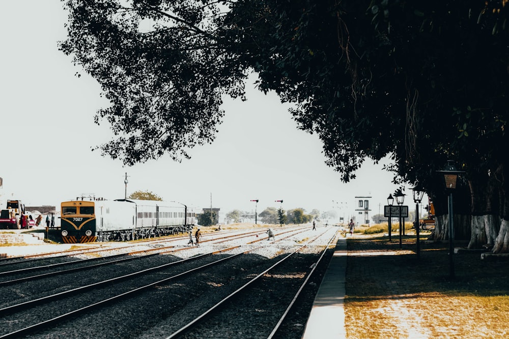 green tree beside railway