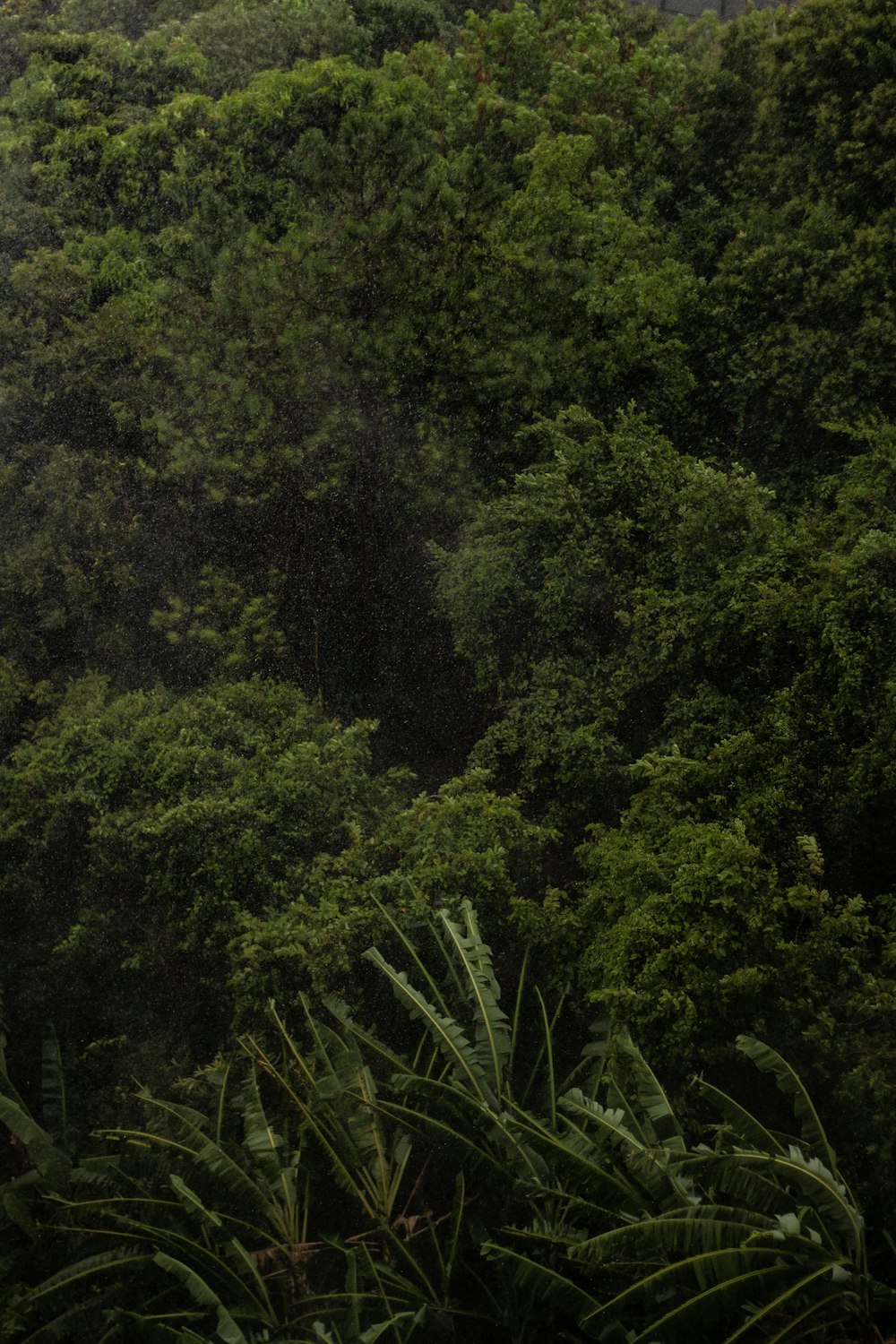 aerial photo of green trees