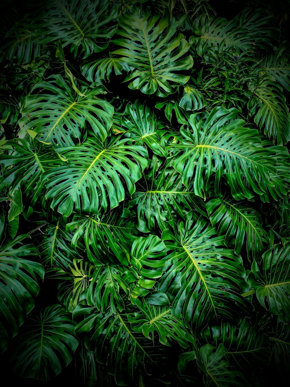 green leafed plant