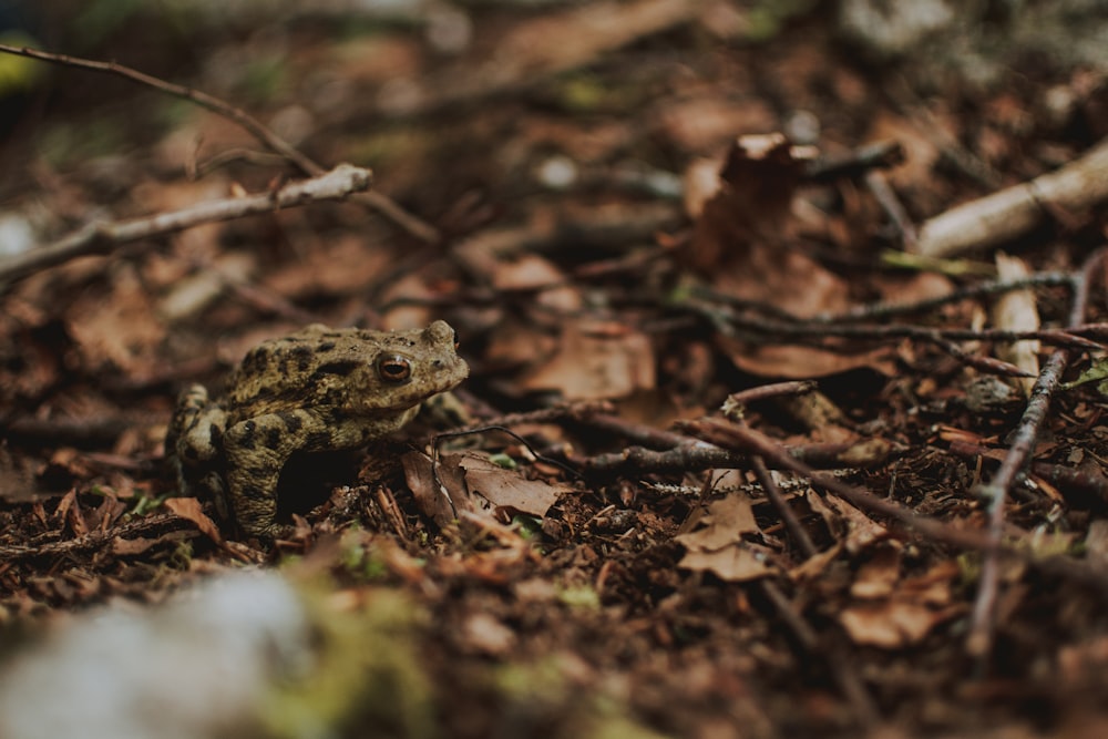 brown frog on dead leaves