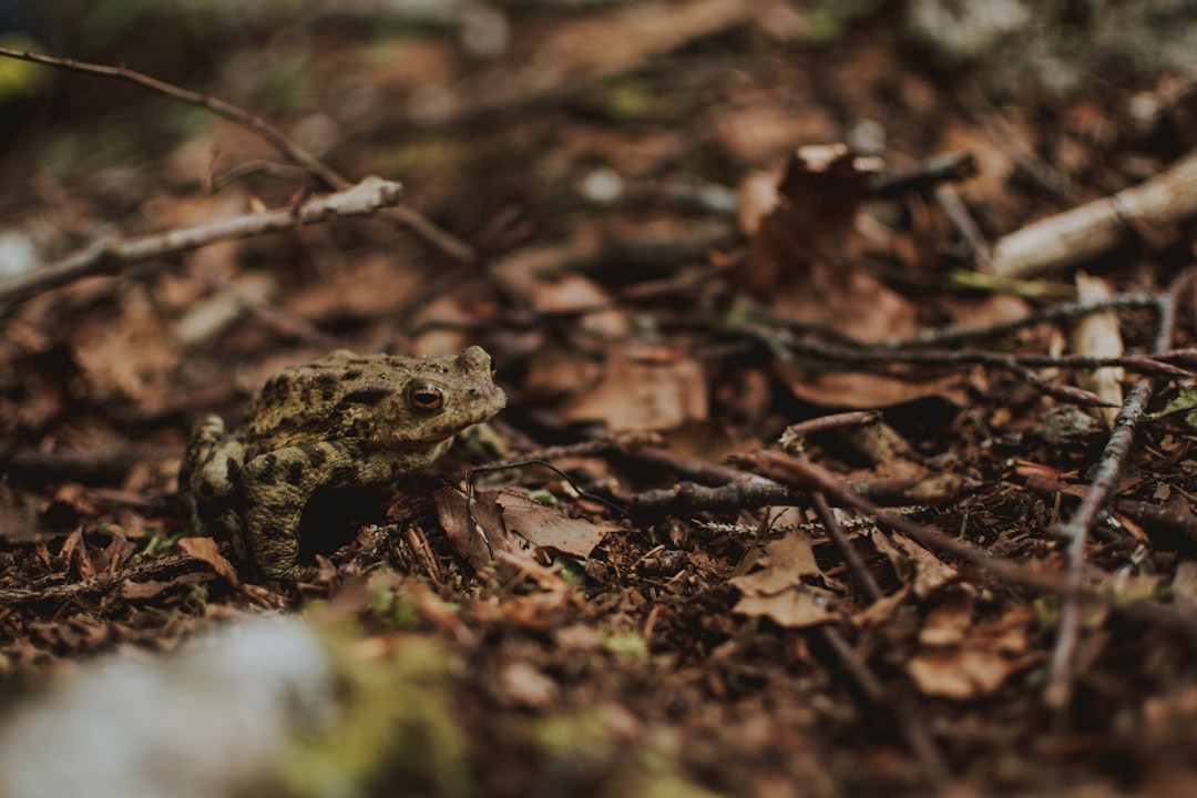 brown frog on dead leaves