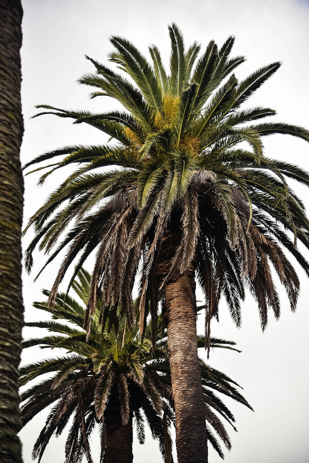 green palm trees