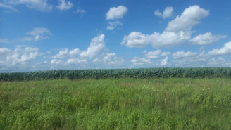 Wide shot of a vast green field under a clear blue sky