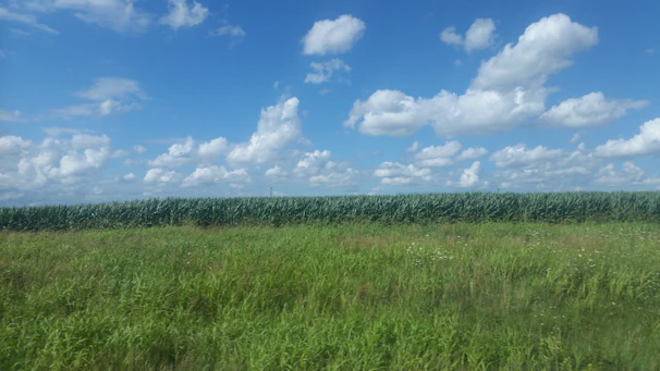 Wide shot of a vast green field under a clear blue sky
