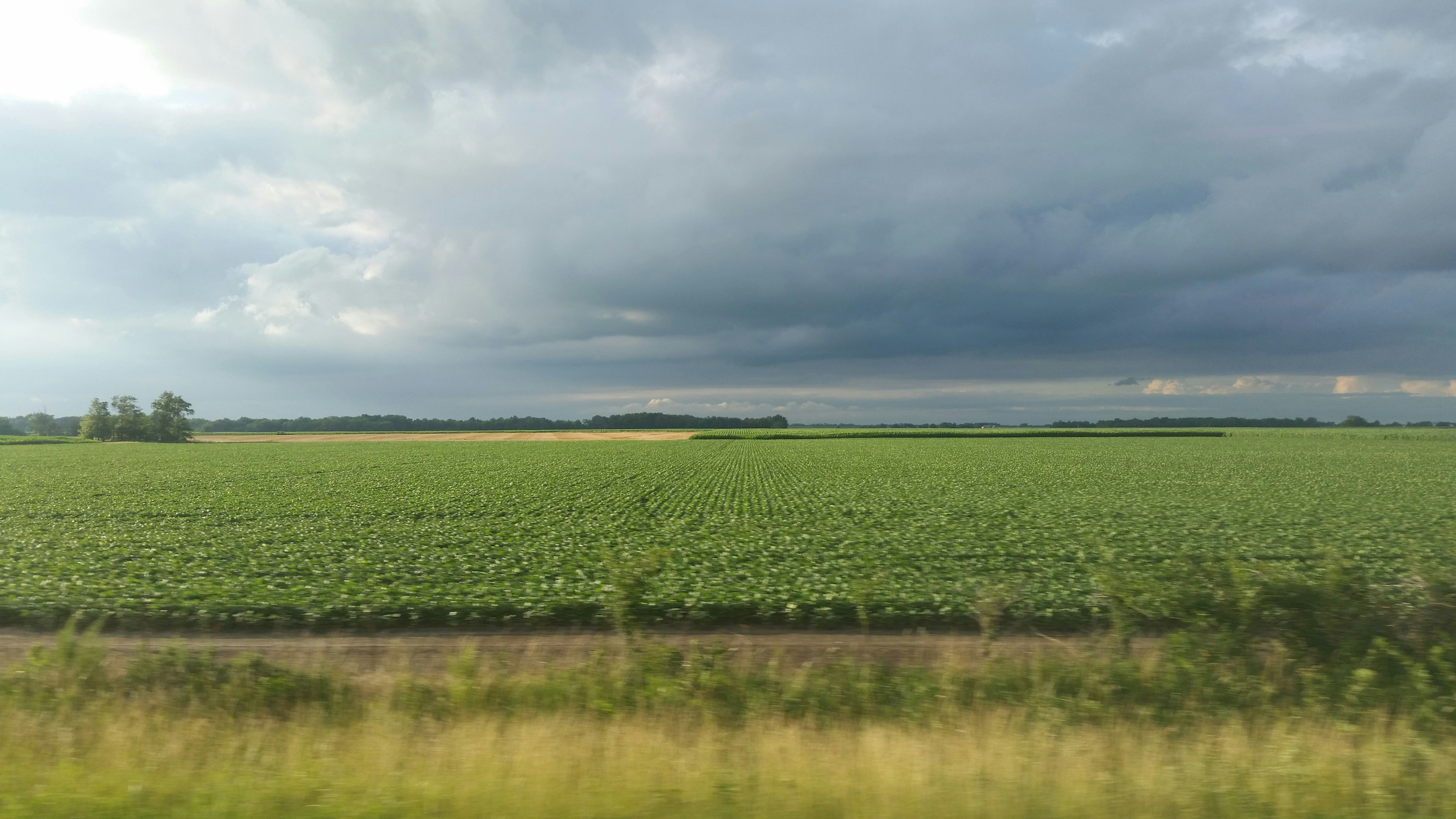 green grass field under cloudy sky