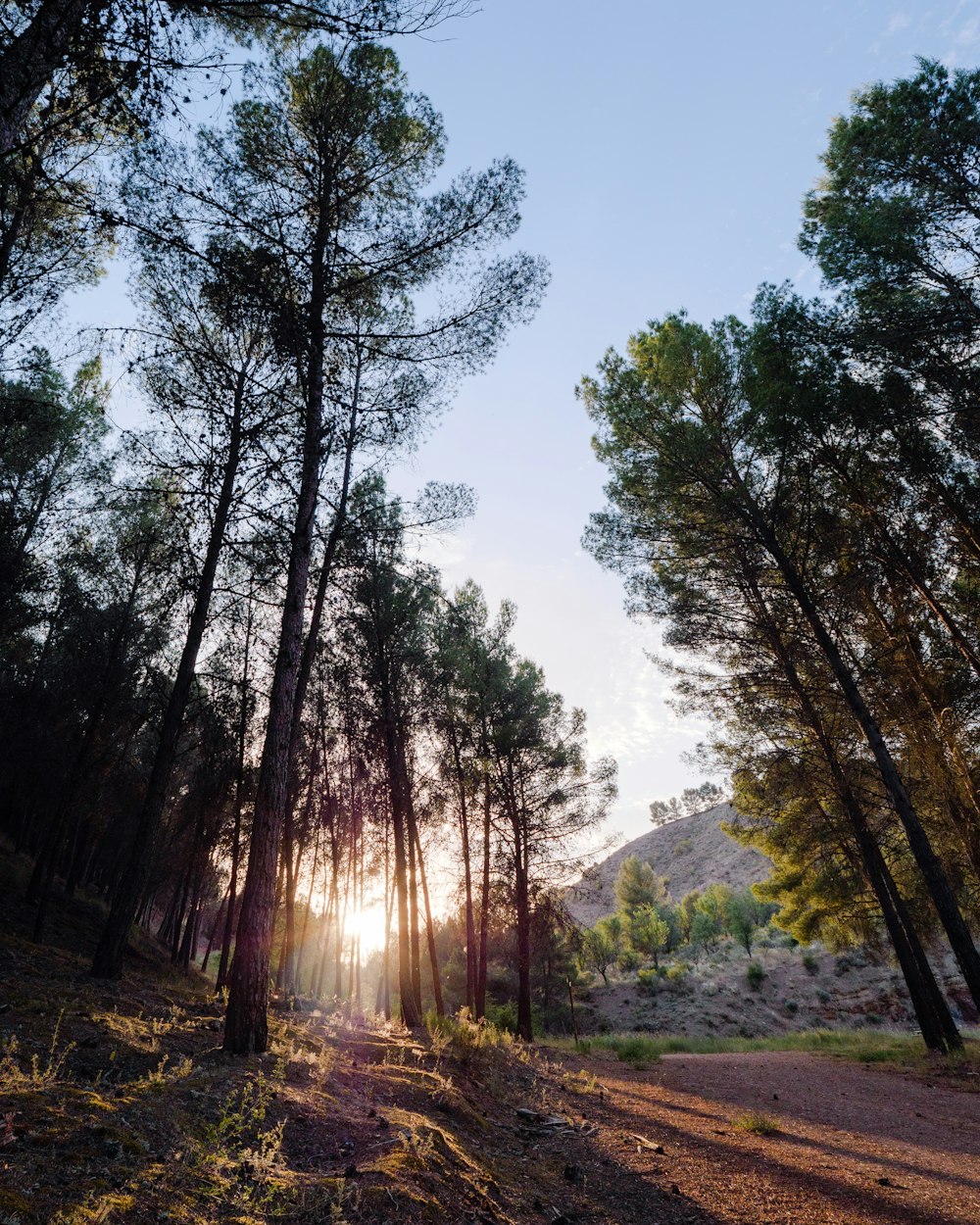 trees near a mountain during daytime