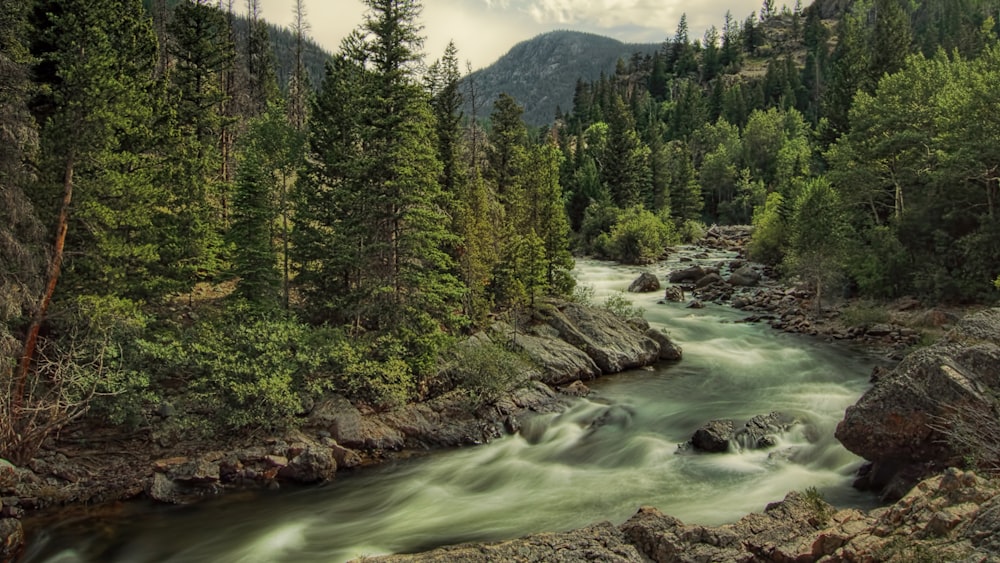 green trees near body of water during daytime