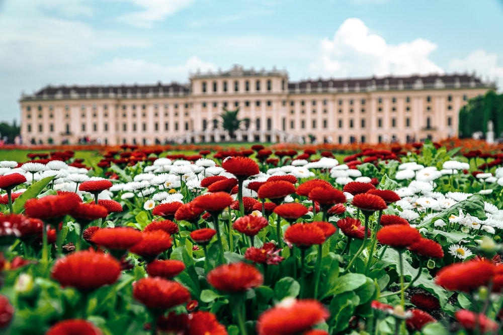 red and white flowered field in front of palace