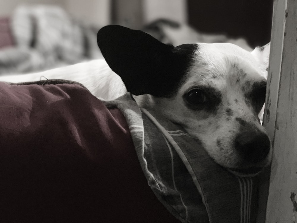 shallow focus photo of short-coated white and black dog