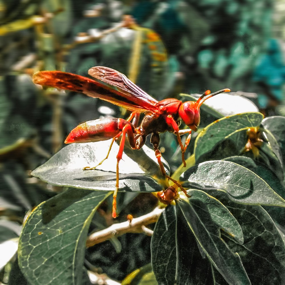 brown wasp