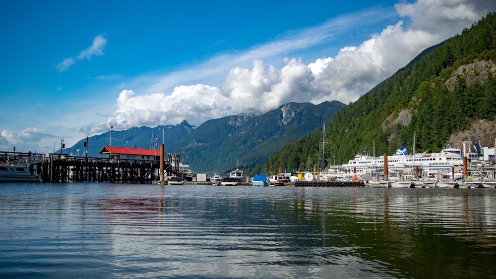 boats moored in dock