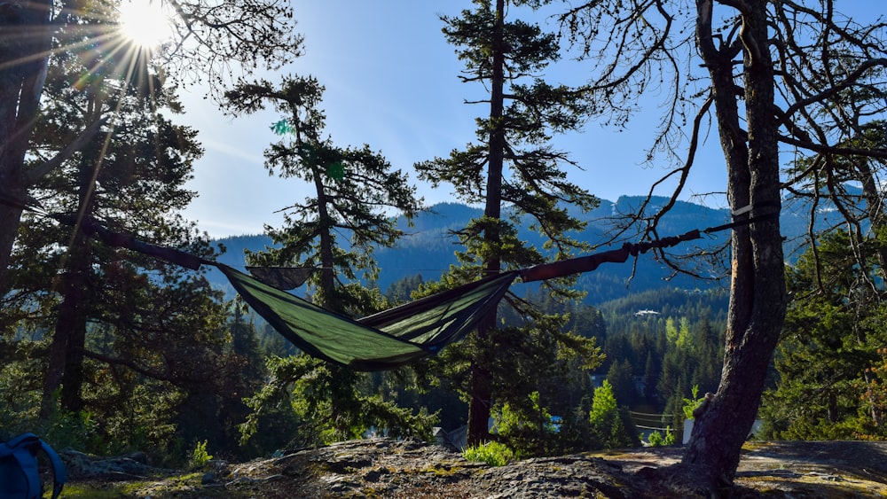 hammock in forst