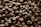 A close-up view of numerous roasted coffee beans scattered across the surface. The beans display a rich, dark brown color with a glossy texture, indicating a freshly roasted quality. Each bean reveals intricate details in its surface and shape.
