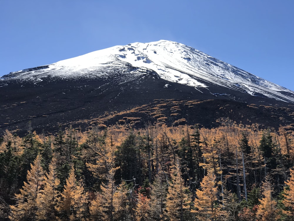 forest near mountain