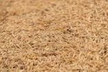 a close up of a pile of brown rice