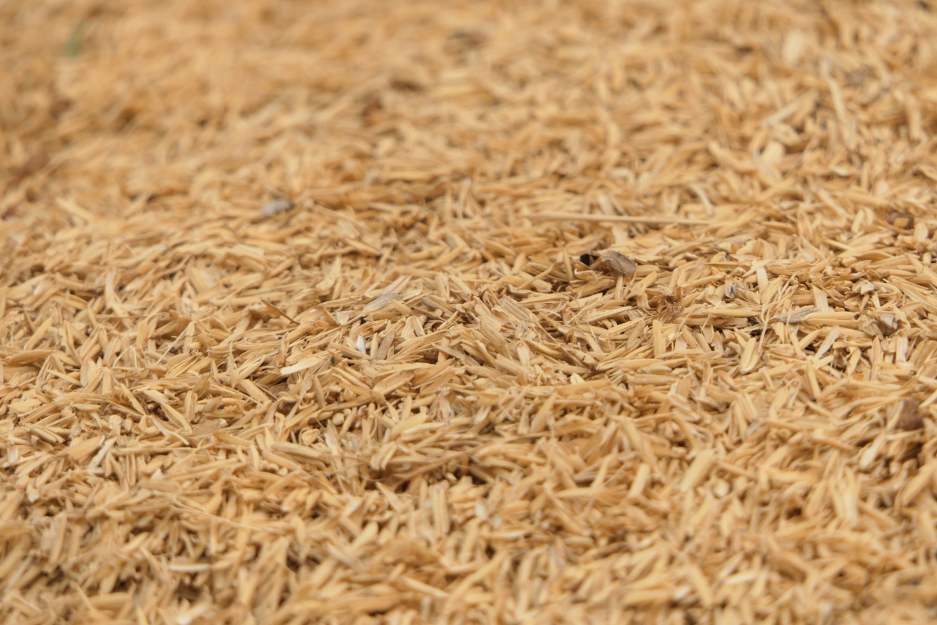 a close up of a pile of brown rice
