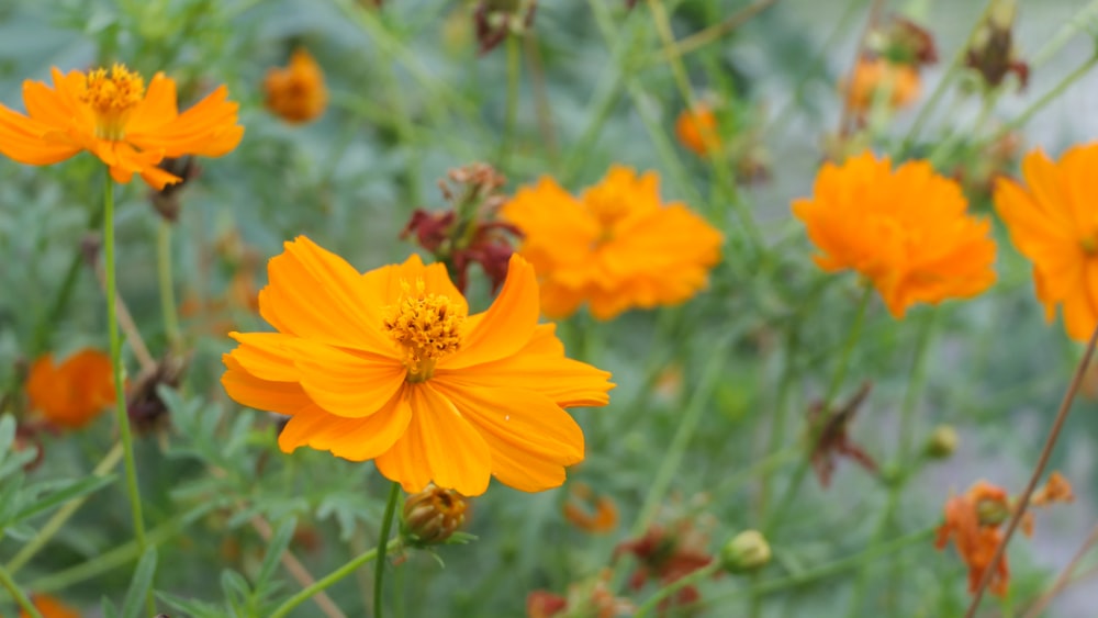 blooming orange petaled flowers