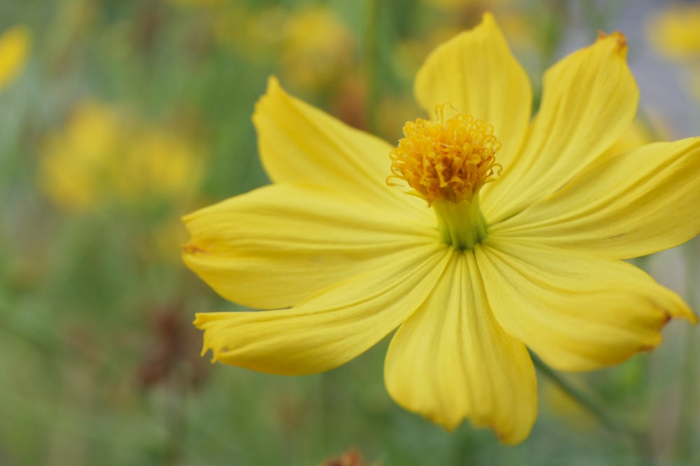 yellow petaled flower blooming