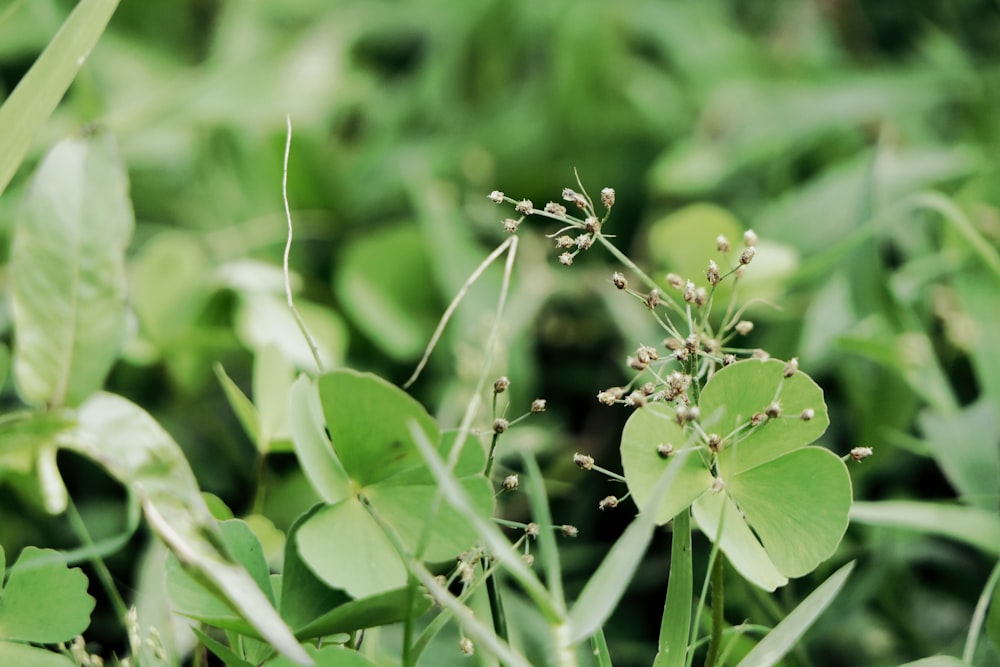 white flowered plant