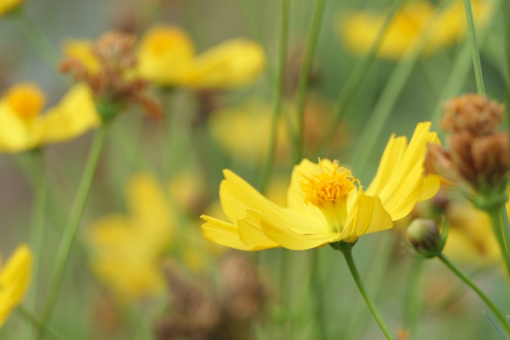 fotografia de foco seletivo de flor amarela