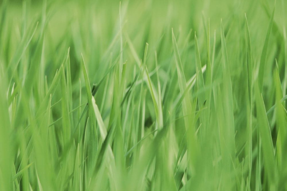 selective focus photography of green plants