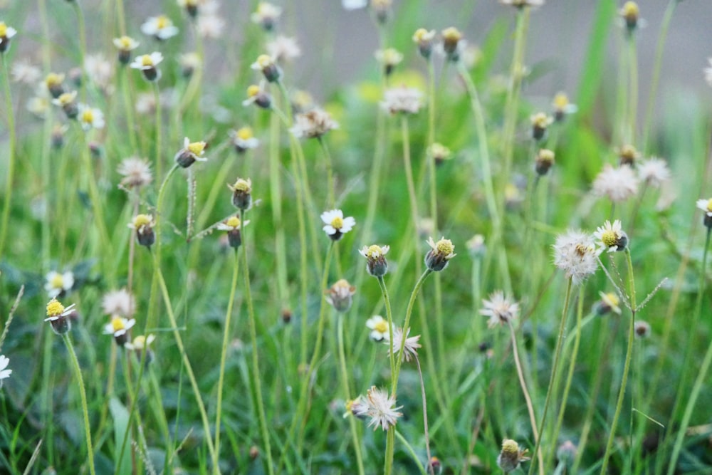 Weißblättrige Wildblumen