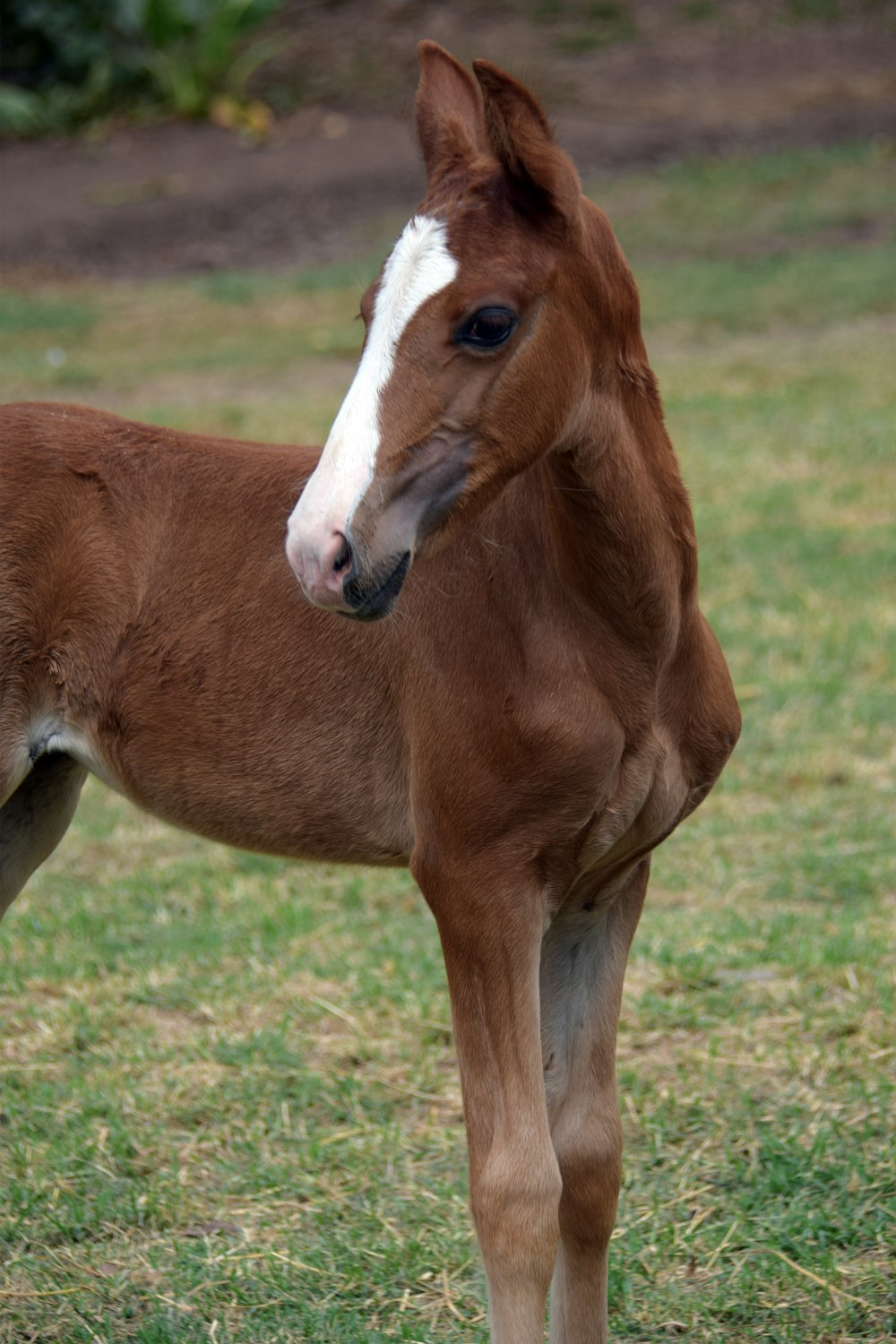 shallow focus photography of pony