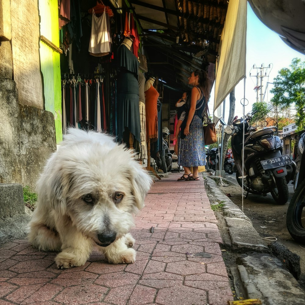 white long coat small dog lying on sidewalk