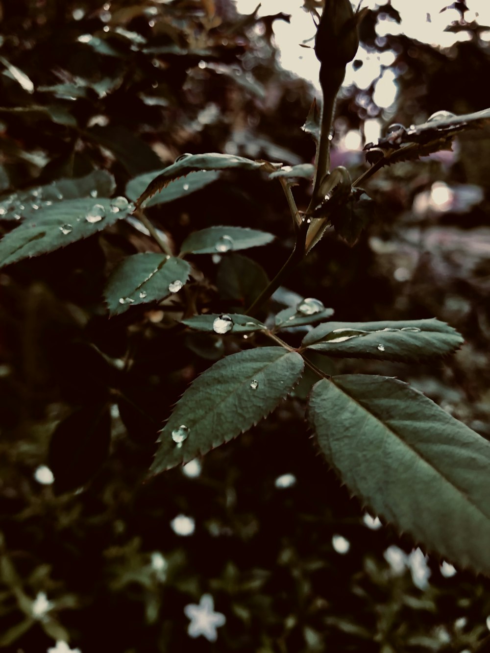 green leaves