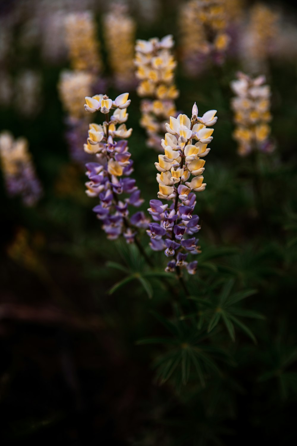 selective focus photography of purple and white petaled flowers during daytime